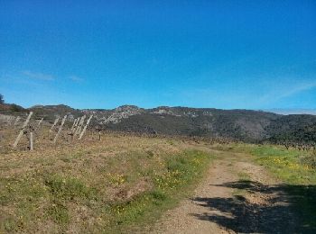 Trail Walking Félines-Minervois - l'abearadou - Photo