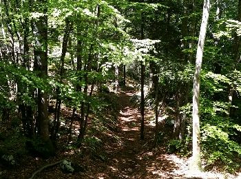 Trail Walking Annecy - Veyrier (de sur les bois) - Photo