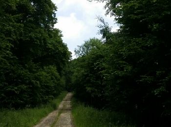 Trail Walking Zoufftgen - zoufftgen - Photo