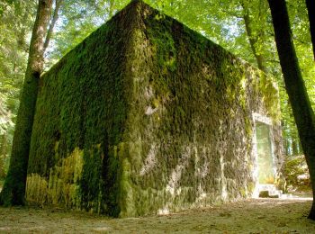 Percorso Marcia Couvin - (Couvin) 10 - Bois de Gonrieux (Gonrieux Wood) Walk - Photo