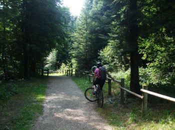 Trail Mountain bike Verzy - Autour des Faux de Verzy - Verzy - Photo