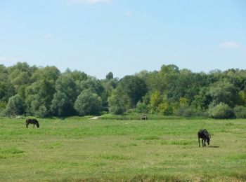 Randonnée V.T.T. Angers - Prairies de la Baumette et de l'île Chevrière- Sainte Gemmes sur Loire - Photo