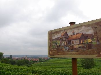Randonnée Marche Eguisheim - La Ronde d'Eguisheim et son Sentier Viticole - Photo