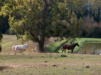 Trail Equestrian Mesnil-Roc'h - Circuit des deux forêts et Pays du Granit  - Photo