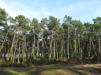 Percorso Marcia Anglet - Forêts de Pignada et Chiberta - Anglet - Photo