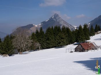 Tocht Sneeuwschoenen Bellecombe-en-Bauges - Crête du Mont Julioz 1498m, depuis le Mont Devant - Photo