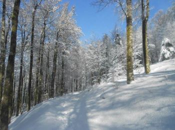 Tocht Sneeuwschoenen Bussang - Le Drumont par la Hutte - Bussang  - Photo