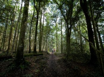 Tocht Stappen Le Tronchet - La forêt du Mesnil - Le Tronchet - Photo