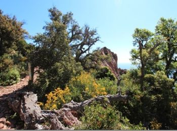 Excursión Senderismo Saint-Raphaël - Le tour du Pic du Cap Roux - St Raphaël (Agay) - Photo