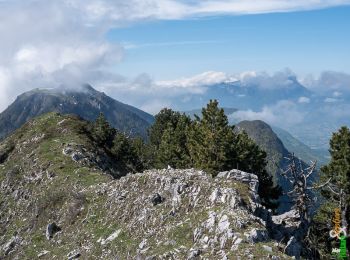Trail Walking Thoiry - Traversée du Mont de la Buffaz 1660m, depuis le Fournet - Photo