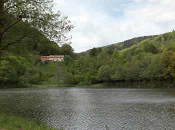 Tocht Stappen Masevaux-Niederbruck -  Barenkopf et Sommerseite - Niederbruck - Photo