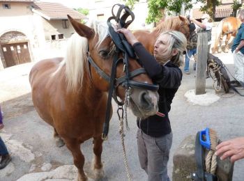 Percorso Cavallo Fontenois-la-Ville - En roulotte de Fontenois-la-Ville à La-Basse-Vaivre - Photo