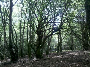 Tocht Stappen Couffy-sur-Sarsonne - Eygurande-140701 - Couffy-Châteauvert - Photo