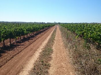 Tour Mountainbike Agde - Entre mer et golf  - Photo