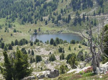 Trail Walking Seyne - Dormillouse, lac noir et tourbières - Photo