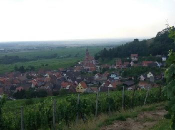 Tour Wandern Kinzheim -  Rando de Kintzheim vers le château Haut Koenigsbourg - Photo