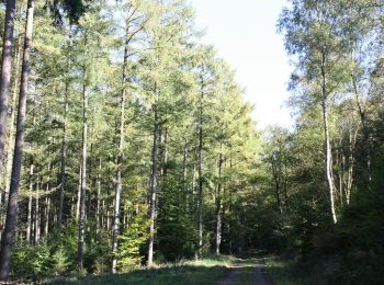 Trail Walking Wellin - Fays-Famenne - Rogifosse_Variante 1 (WE 08) - Photo