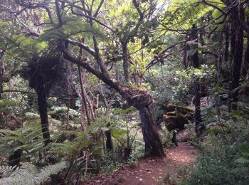 Trail Walking Le Tampon - sentier botanique  - Photo