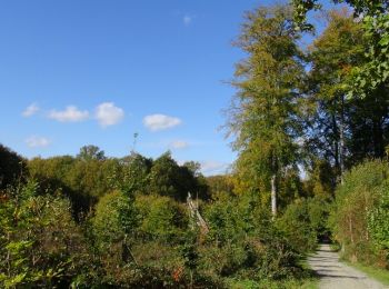 Trail Walking Uccle - Ukkel - Balade en Forêt de Soignes - Photo