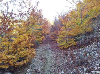 Trail Walking Monieux - Les Abeilles - Forêt de Sault - Photo