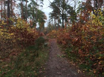 Trail Walking Maasmechelen - Mechelse Heide - Photo
