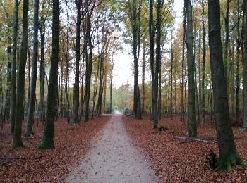 Randonnée Marche Tervueren - ballade en forest de soignes - Photo