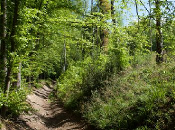 Trail Walking Chaudfontaine - RB-Lg-21_Chaudfontaine_via-racc-1-et-2 - Photo