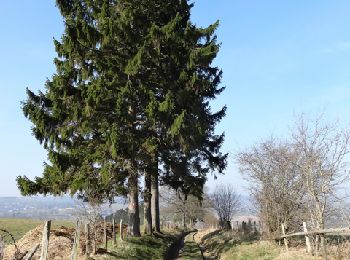 Trail Walking Lierneux - RB-Lg-25_Arbrefontaine_via-racc-2 - Photo