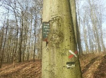 Trail Walking Linkebeek - Linkebeek - Photo