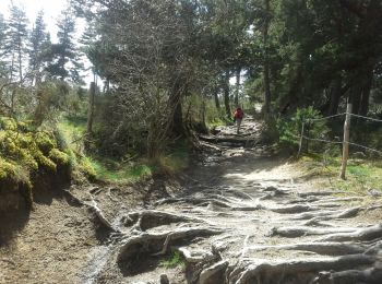 Trail Walking Chanaleilles - Le Sauvage - Aumont-Aubrac - Photo