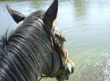 Trail Equestrian Trondes - baignade Troussey - Photo
