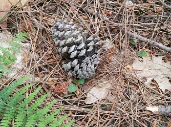 Tour Wandern Cardeilhac - arboretum - Photo