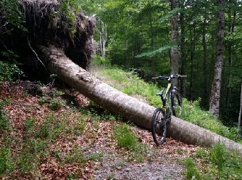 Excursión Bici de montaña Bagnères-de-Luchon - ancienne route Hospices circuit F5 dernier tronçon - Photo