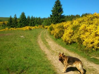 Trail Walking Saulzet-le-Froid - Le Puy Baladou - Photo