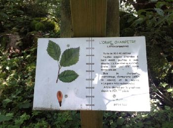 Trail Walking Saint-Bonnet-le-Courreau - A la découverte de la fourme - parcours 5 - Photo