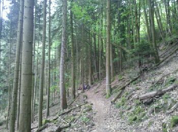 Trail Walking Obernai - Obernai-150622 - VVF-ChateauOttrott - Photo
