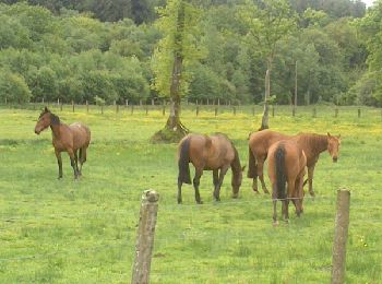 Tour Mountainbike Saint-Georges-de-Rouelley - la Fosse Arthour - Photo