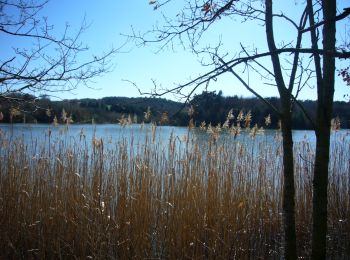 Trail Walking Cheminas - Lac des Meinettes  Janv 2015 - Photo
