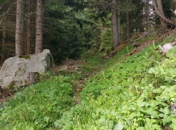 Trail Walking La Plagne-Tarentaise - La côte d'Aime - Photo