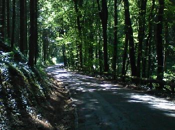 Trail Walking Arlon - Guirsch, vallée des  moulins - Photo