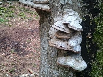 Trail Walking Arleuf - La Boucle du Roy au Folin - Photo