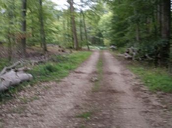 Trail Walking Lenningen - canach - Photo