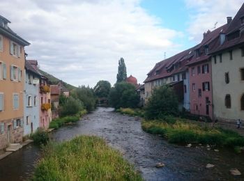 Tour Wandern Thann - Thann - Molkenrain - Photo