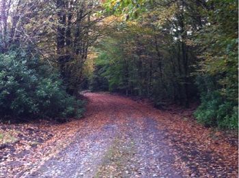 Tocht Stappen The Municipal District of Cahir — Cashel - Cahir Scaragh Wood Trail 3 - Photo
