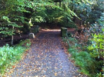 Trail Walking The Municipal District of Cahir — Cashel - Cahir Scaragh Wood Trail 2 - Photo