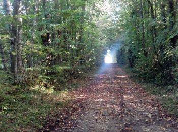 Trail Walking Bouleurs - Bouleurs - Photo
