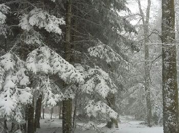 Percorso Racchette da neve Laprugne - Loge des Gardes neige - Photo