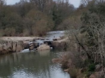 Tour Wandern Vidauban - aille mars 2016 - Photo