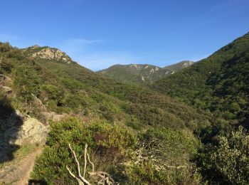 Randonnée Marche Sorède - 66 SOREDE - la vallée heureuse - collada de Llori  par la piste - retour par le Tassio - Photo