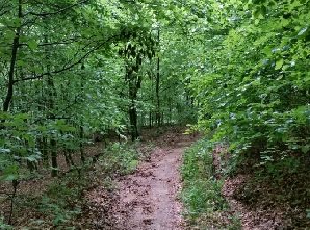 Trail Walking Habscht - HOBSCHEID (Eisch) - Photo